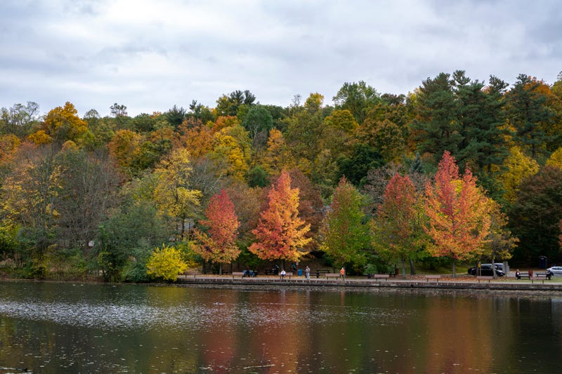NY Wooded areas