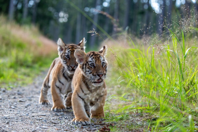 Two young tigers run