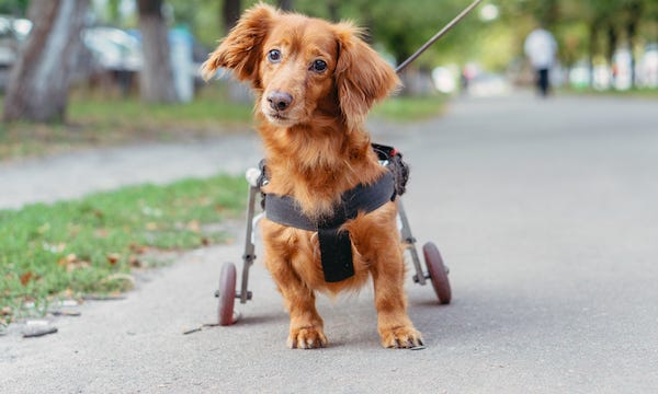 Dog in a wheelchair