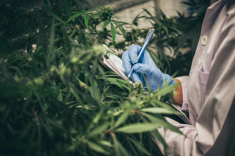 scientist checking organic hemp wild plants in a cannabis weed commercial greenhouse.