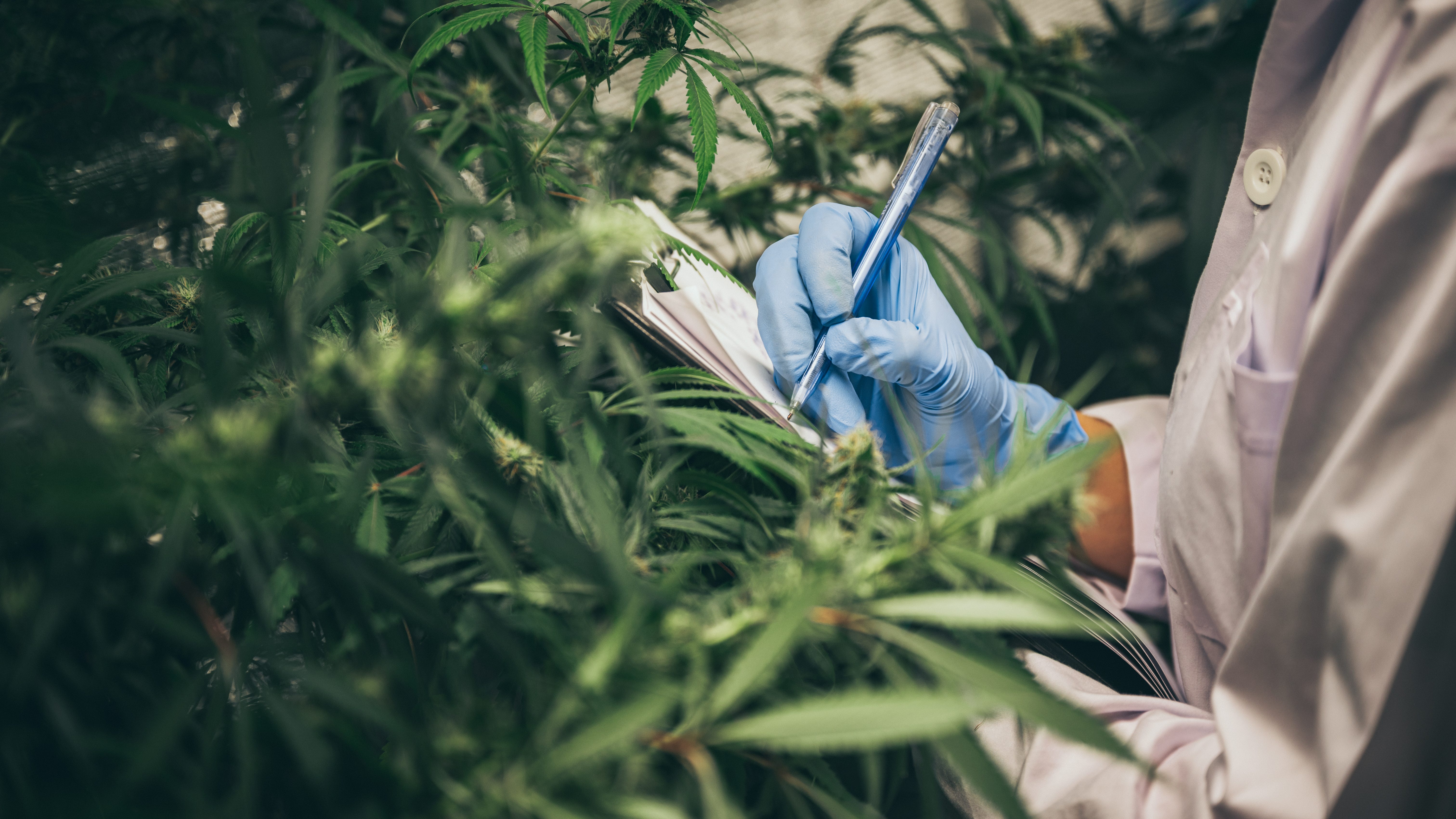 Researchers find cannabis compounds can help fight against COVID-19 infection in humans