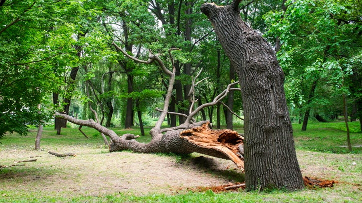Two siblings killed by a falling dead tree at their campground