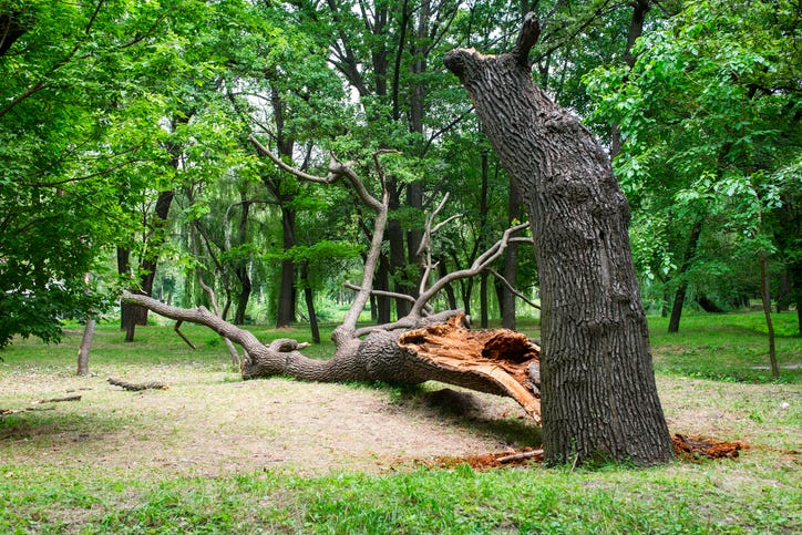 Fallen tree in a park. 