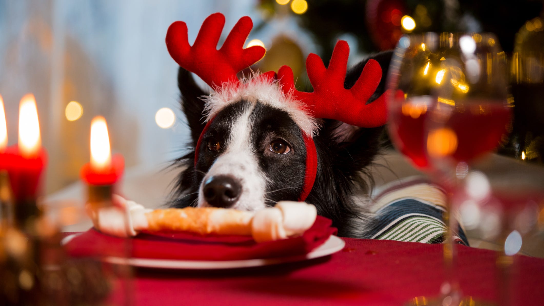 Holiday hazards pet parents should watch out for