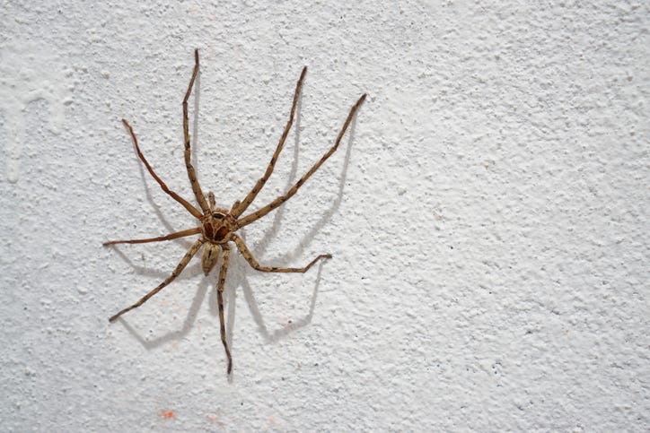 Spider