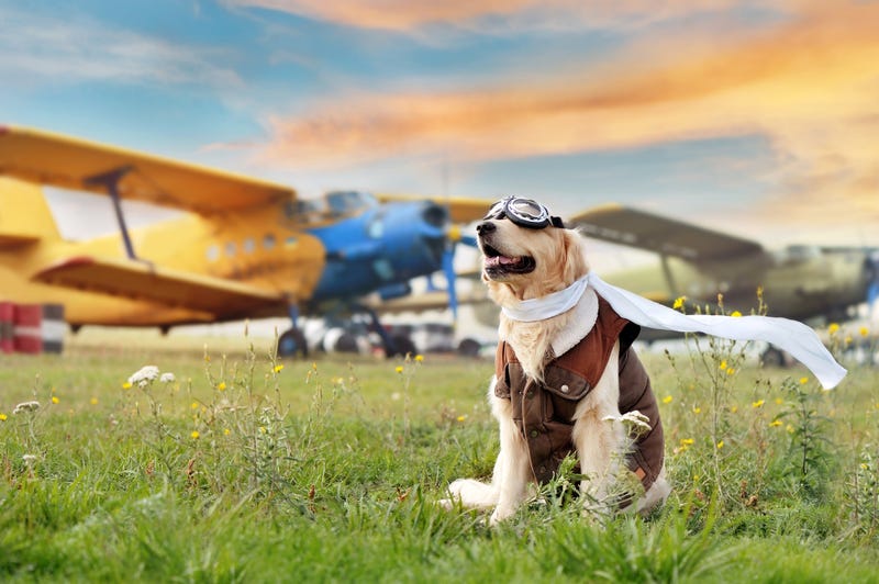 Yellow Lab dog dressed as aviator poses in front of plane