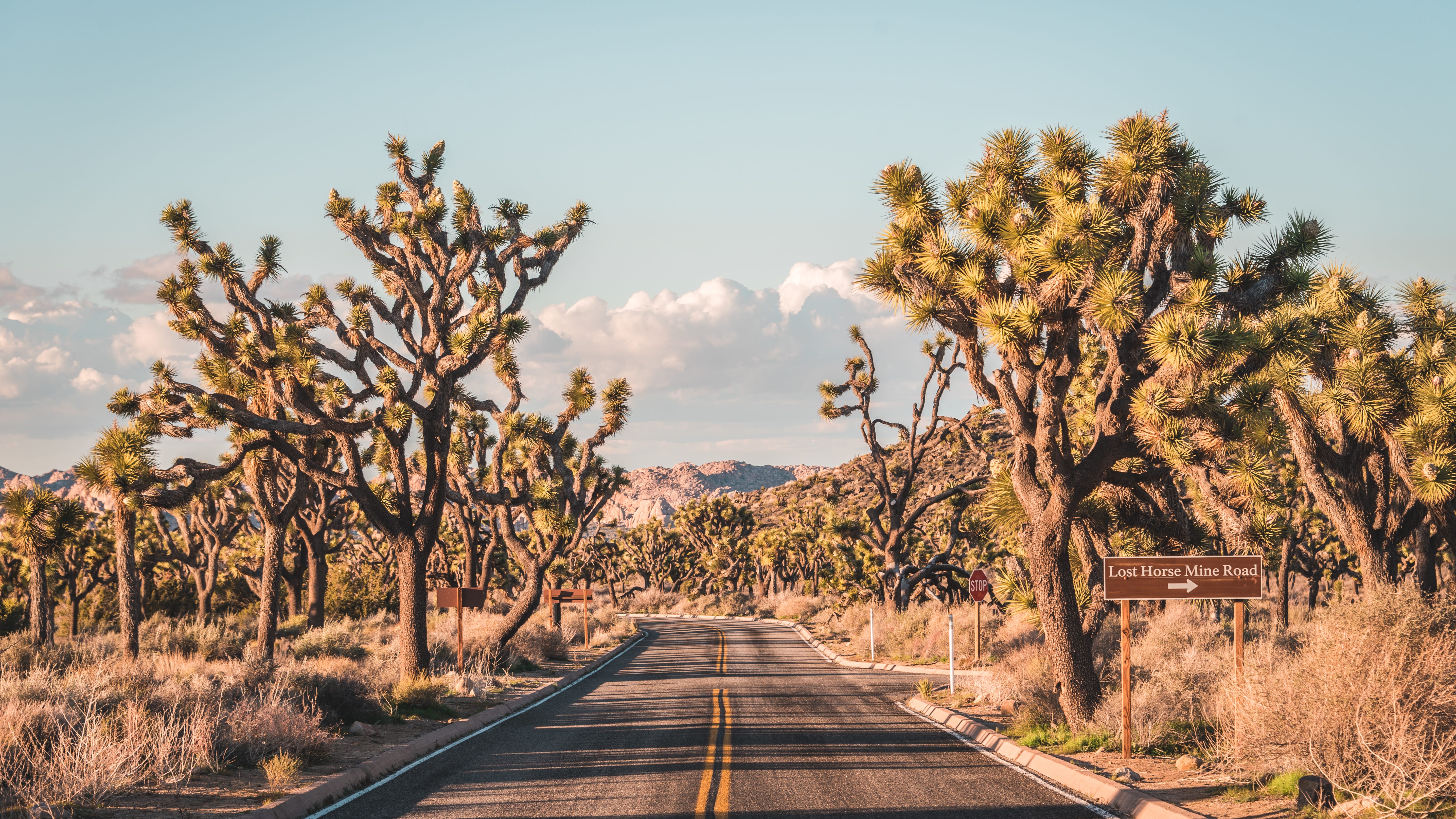 State bill would protect native western Joshua tree