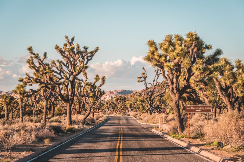 California bill would protect native western Joshua tree