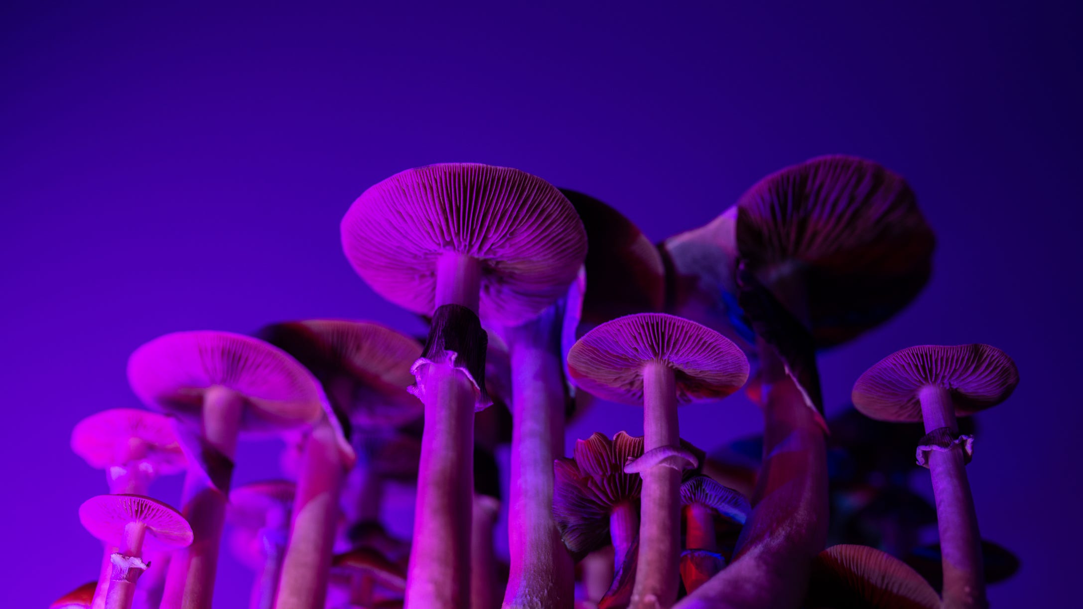 California lawmakers consider decriminalizing psychedelics next year