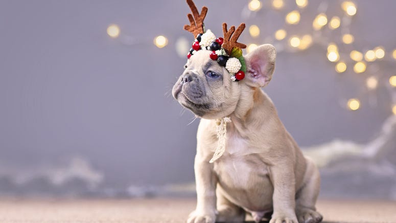 French bulldog celebrating countdown to Christmas  with costumes inspired by classic holiday films