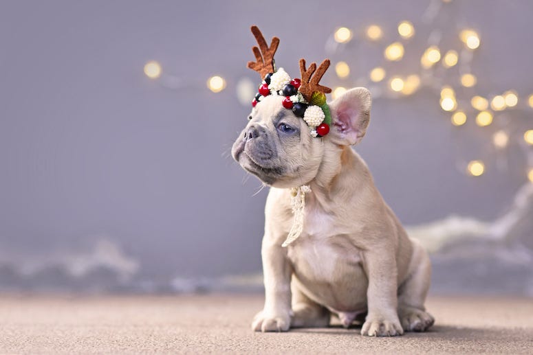 French Bulldog, Christmas