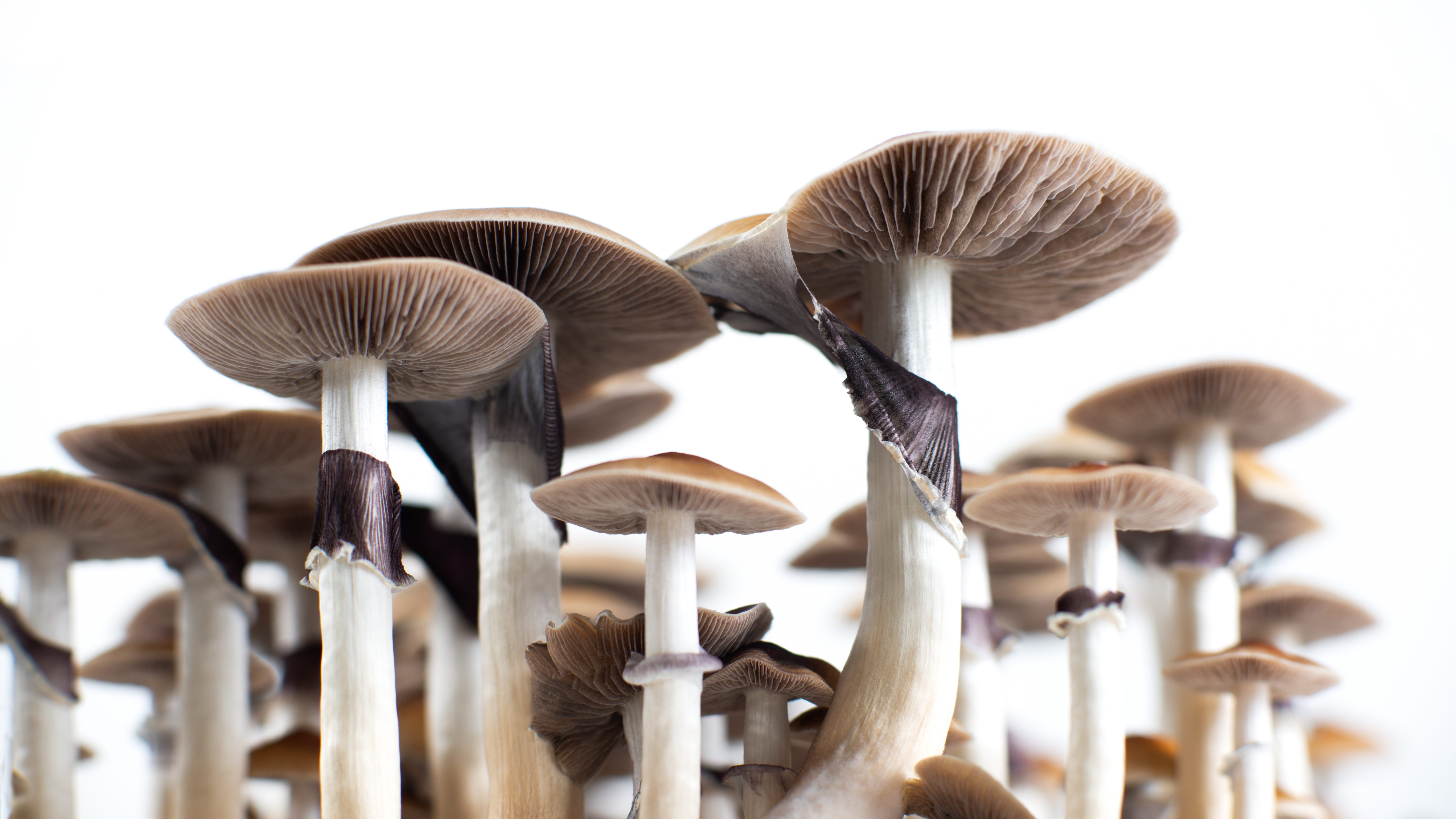 Study: Magic mushrooms may be more effective than antidepressants