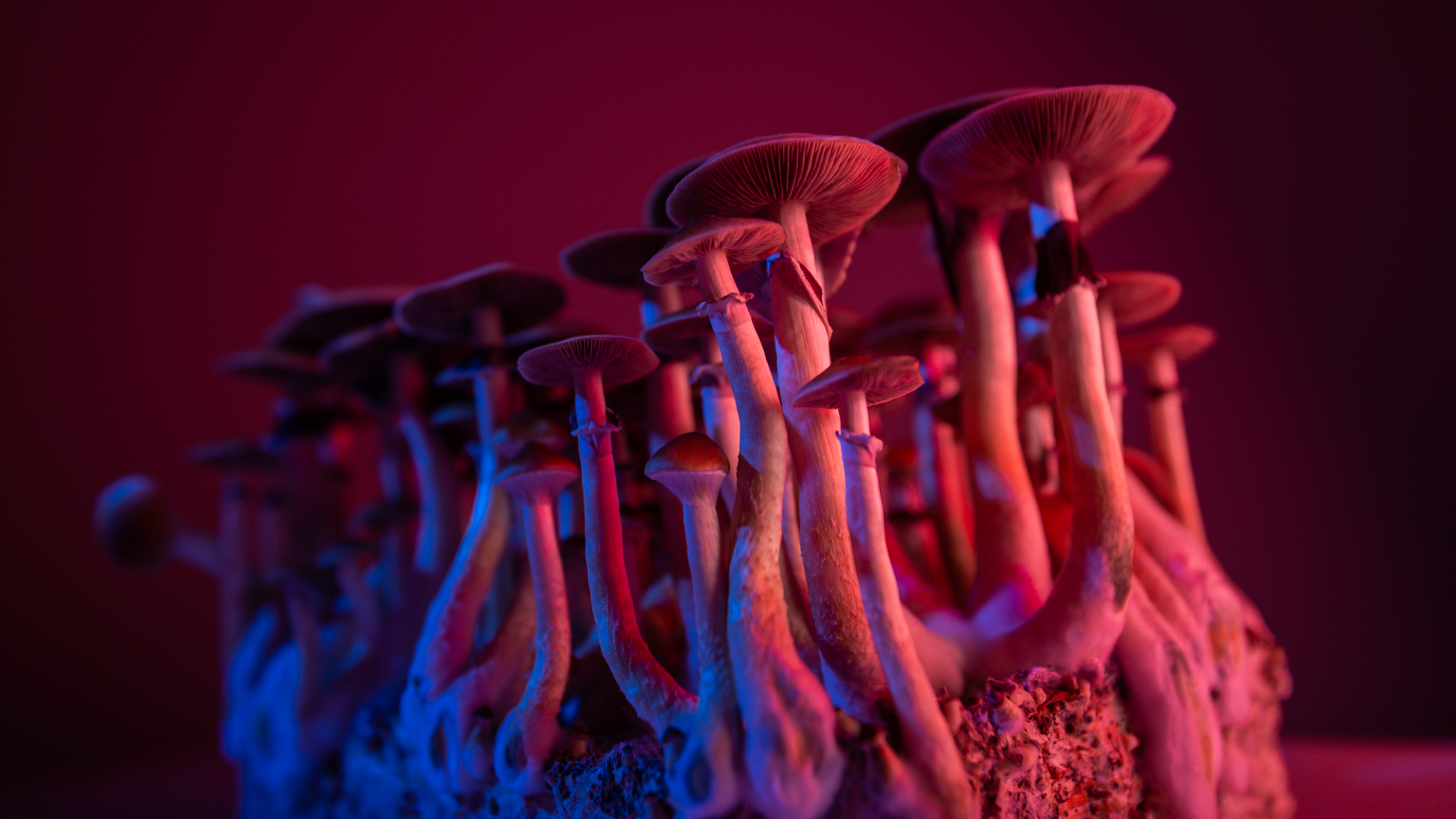 Missouri looks to psychedelics to help improve veteran mental health
