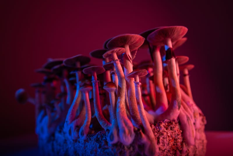 a cluster of small mushrooms under red and blue lights