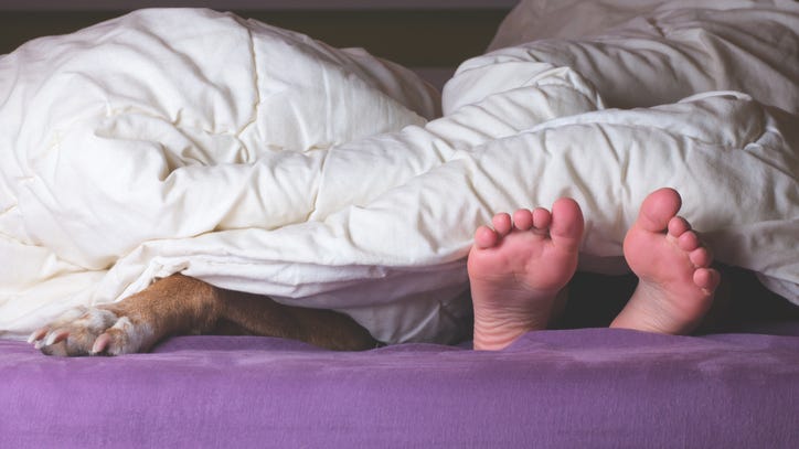 Couple wakes up to find strange dog cuddling them in bed