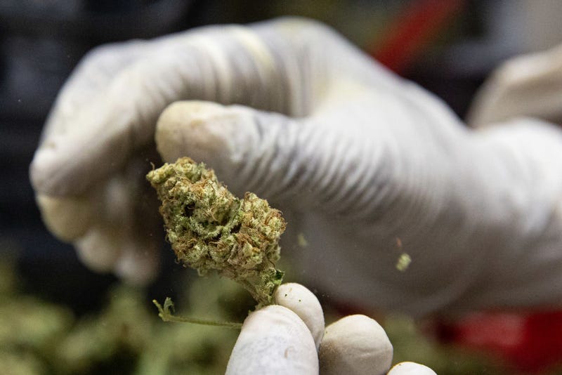 A factory worker processes Cannabis flowers to make them ready for export on November 10, 2020 in Kasese, Uganda.