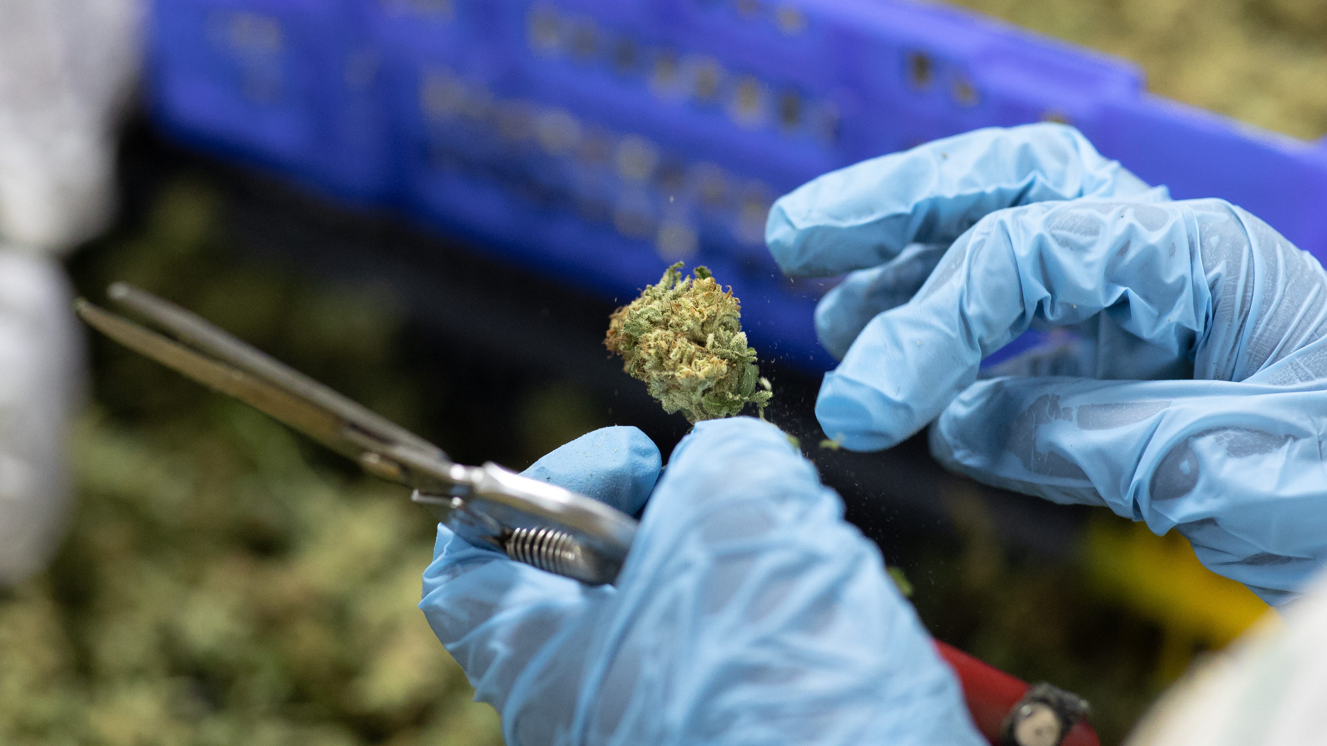 Senators urge Veterans Affairs to explore cannabis as an alternative treatment for vets