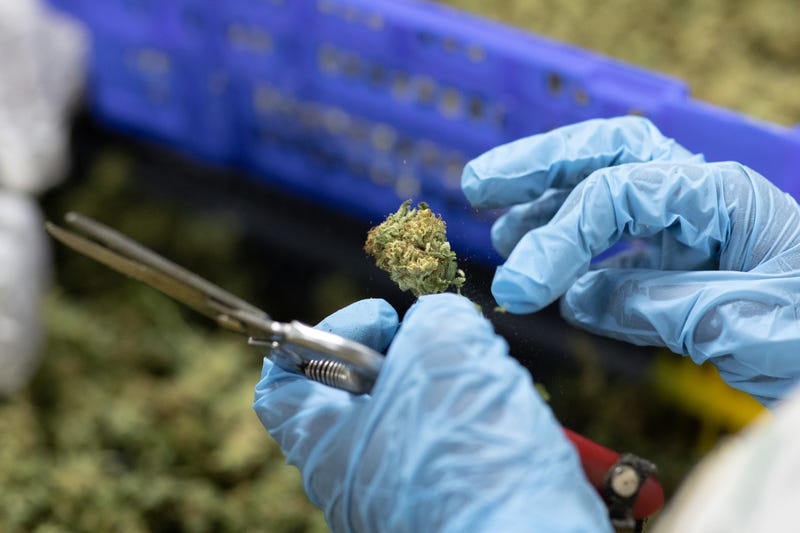 A factory worker processes Cannabis flowers to make them ready for export on November 10, 2020 in Kasese, Uganda. Uganda is one of several African countries looking to produce medical cannabis for export to Europe and America. Since 2017, five countries on the continent have legalized the farming of cannabis for medicinal or industrial use.