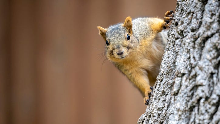 Alabama man faces trial for keeping 'attack squirrel' charged up with meth