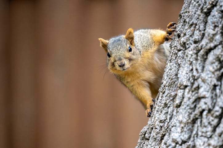 squirrel