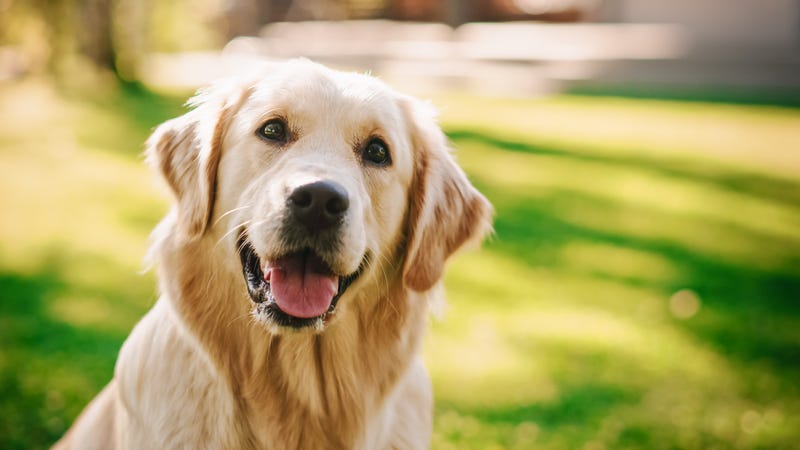 Make-A-Wish Illinois grants visually-impaired student’s wish service dog