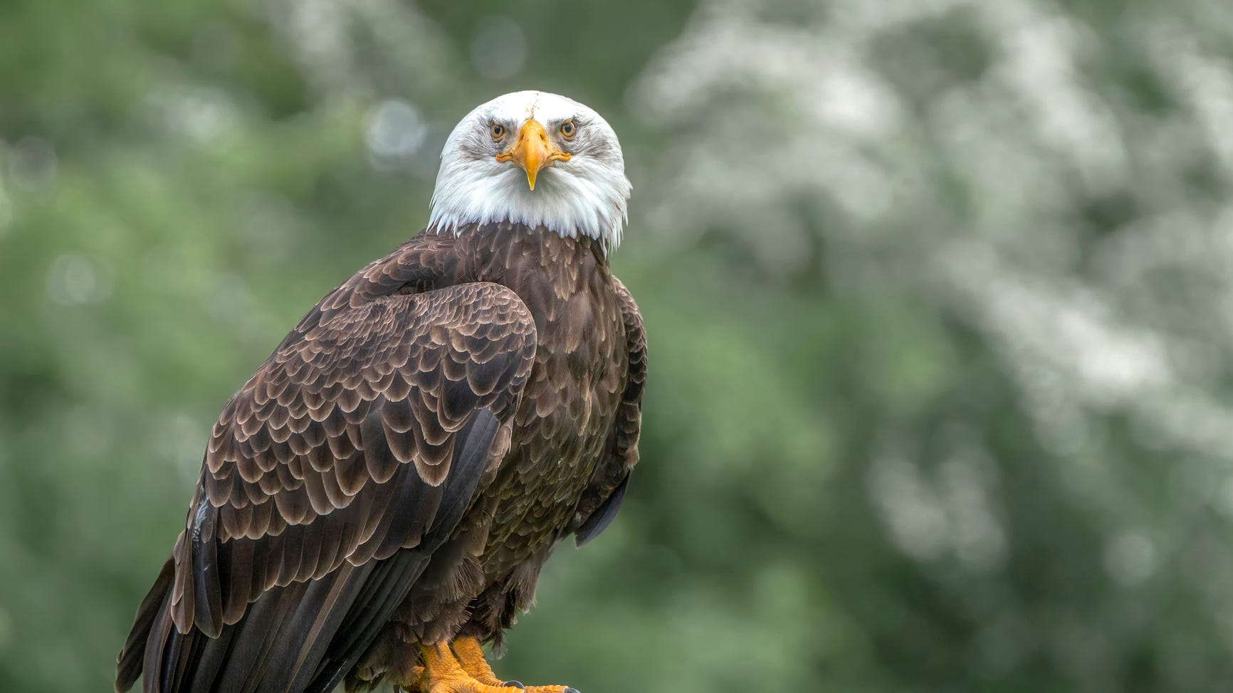 Big Bear closures because of bald eagles nesting