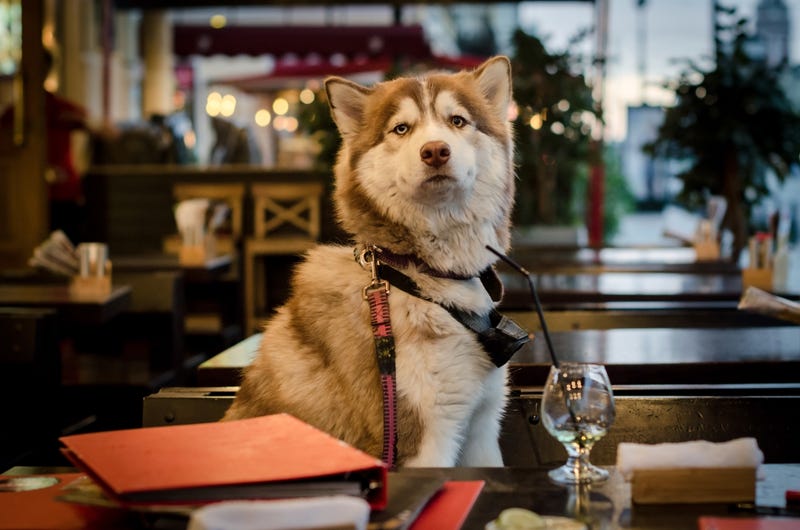 Chicago City Council to approve ordinance that prevents bar owners for being fined for allowing pets inside