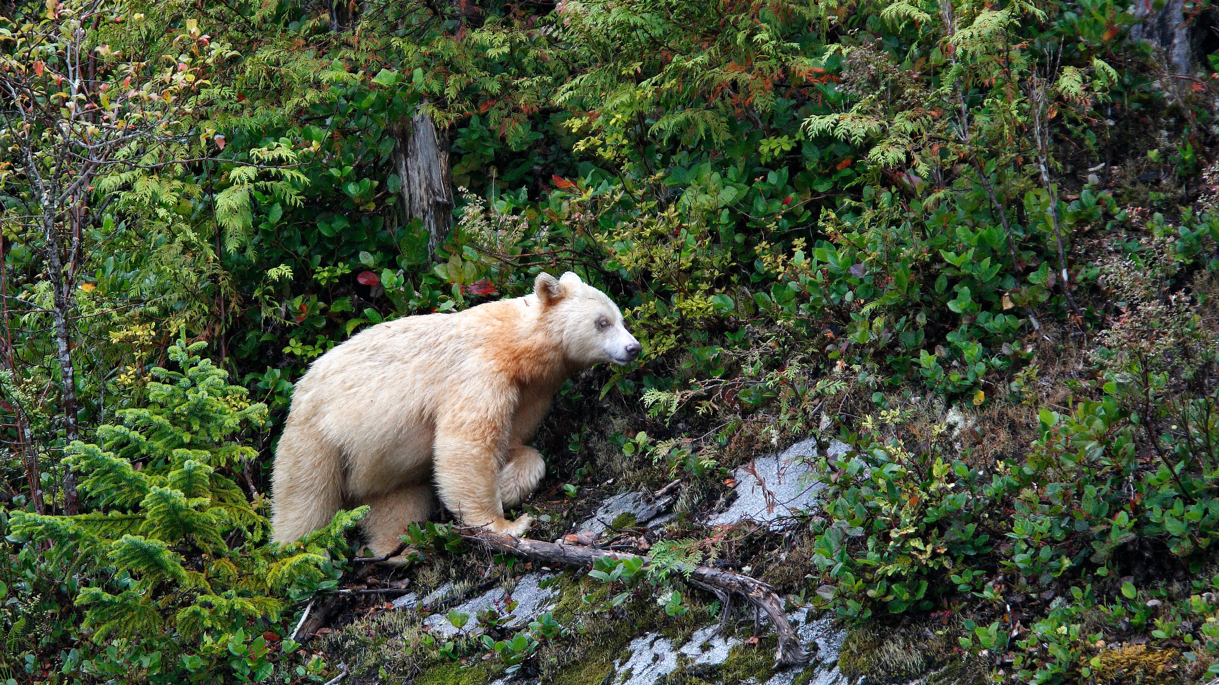 Extremely rare, white 'Spirit Bear' seen on trail cameras in Michigan's Upper Peninsula