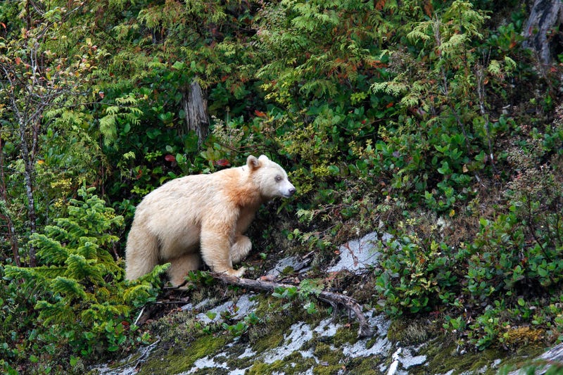 Officials in Michigan confirmed a stunningly rare black bear with white-colored fur – also called a “spirit bear” – is wandering the woods in the western regions of the Upper Peninsula.