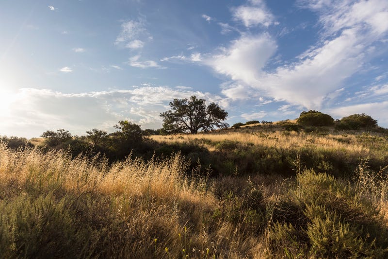 Hillside morning view at Santa Susana State Historic Park in the San Fernando Valley area of Los Angeles, California.