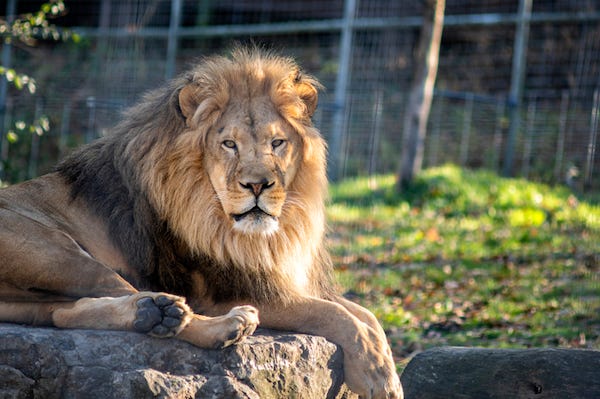 Lion resting on a big rock in a sanctuary