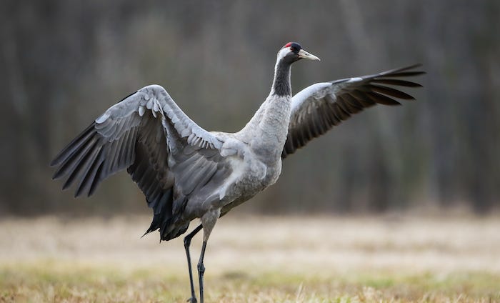 Crane stretching its wings