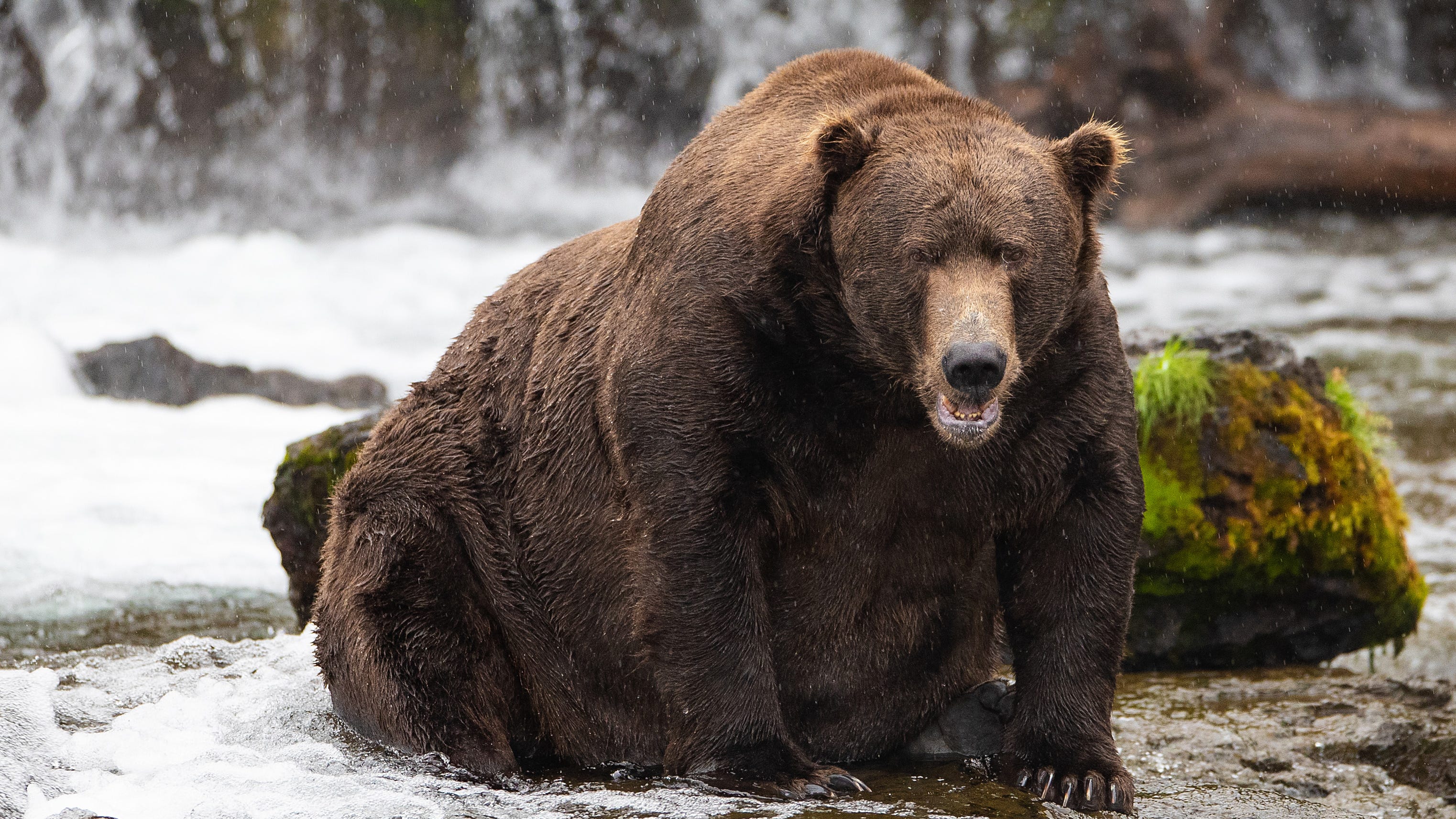 Everything you need to know about Fat Bear Week