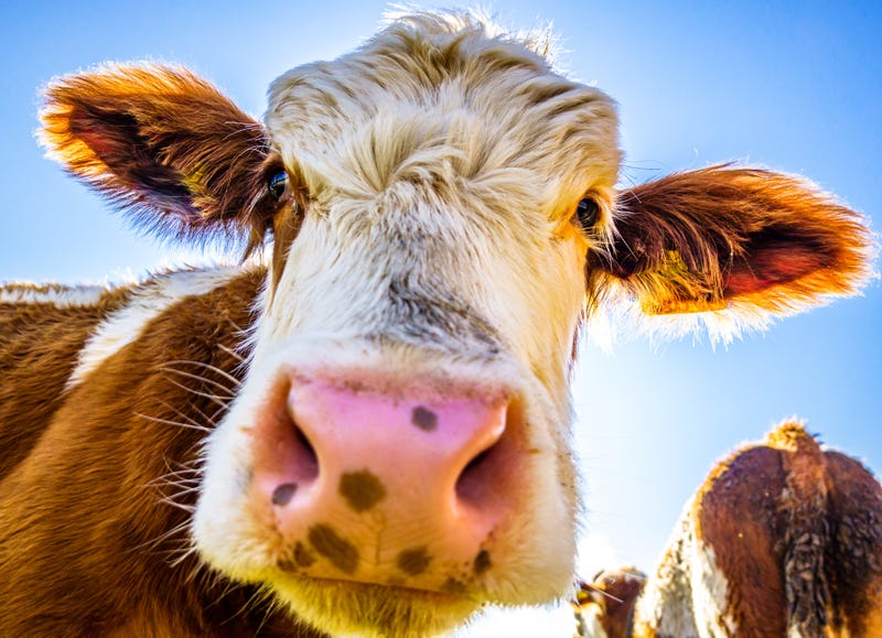 A loose cow on a West Michigan freeway caused traffic troubles on Friday morning