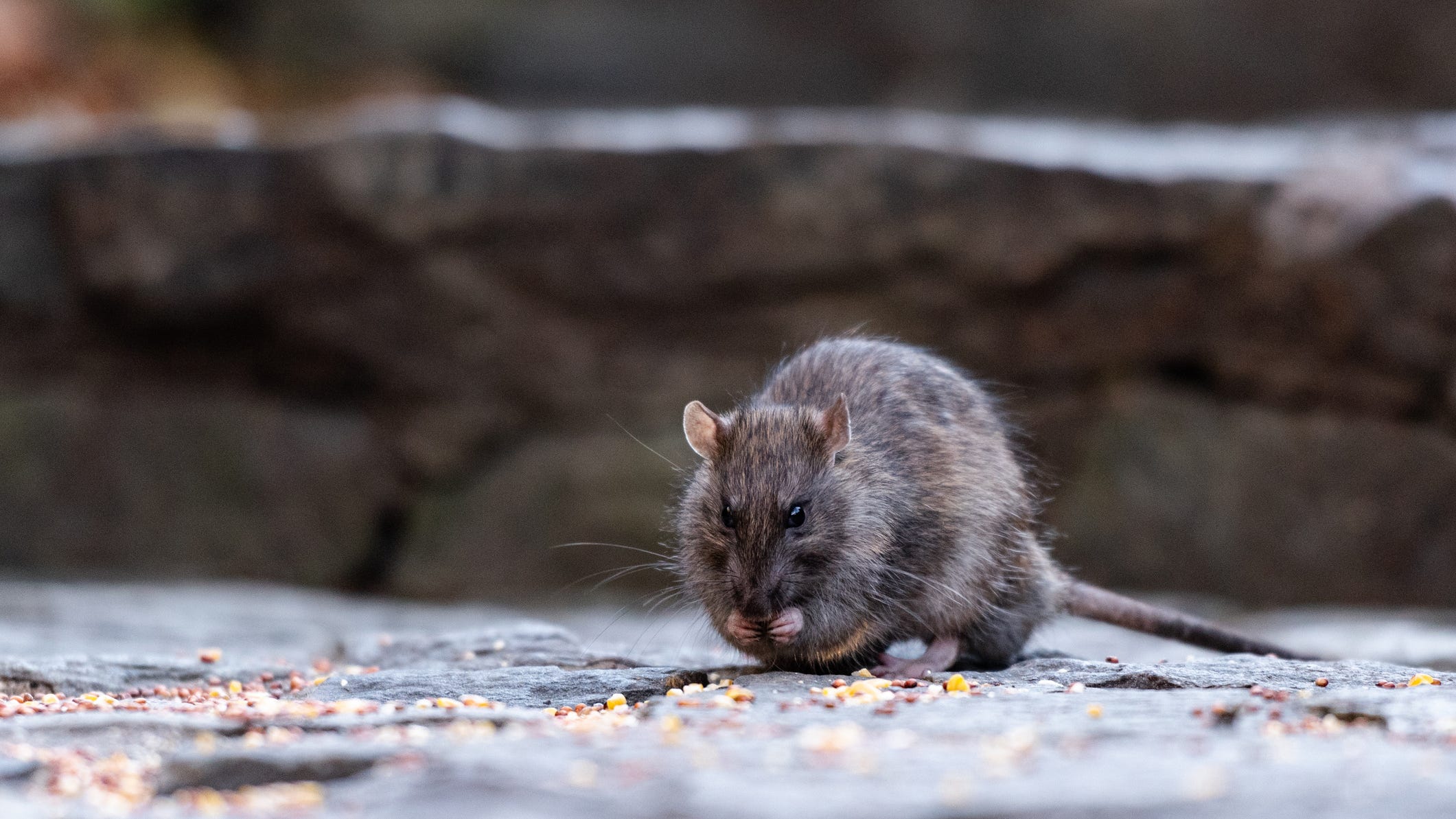 NYC is the 3rd most 'Rattiest City' in the U.S., behind Chicago, L.A.: study