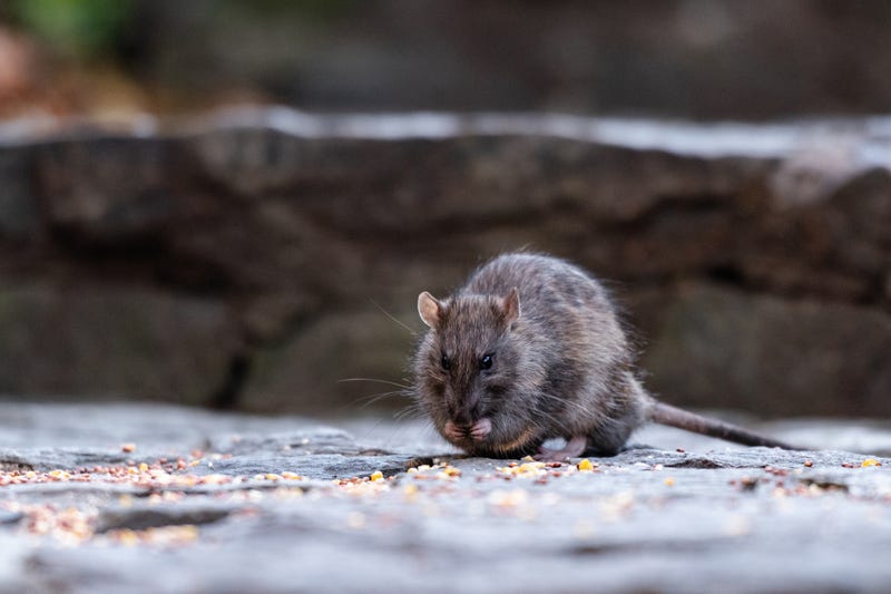 A rodent is seen eating seeds in New York, NY, United States