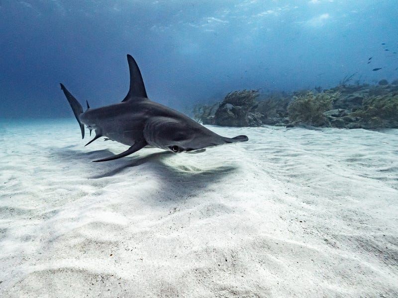 Hammerhead shark