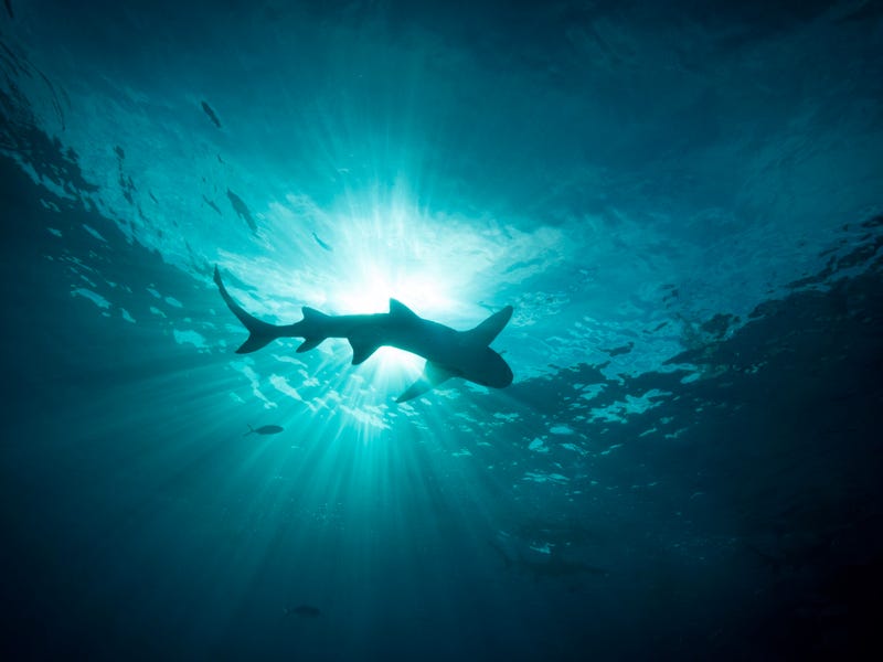 Shark 