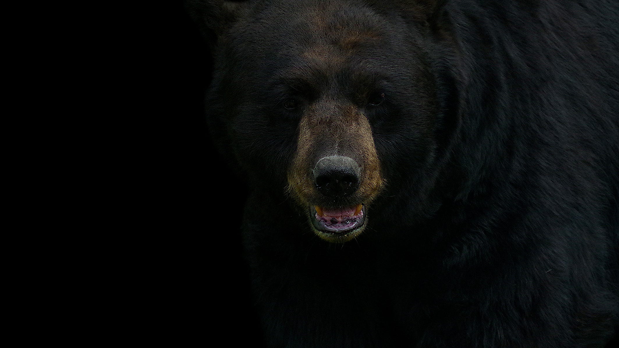 Huge Tahoe bear breaks into homes as it eludes capture