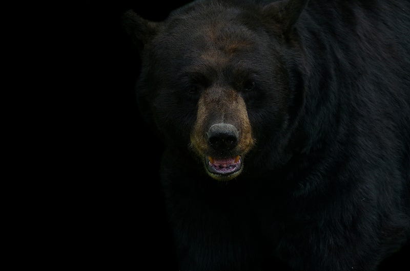 black bear
