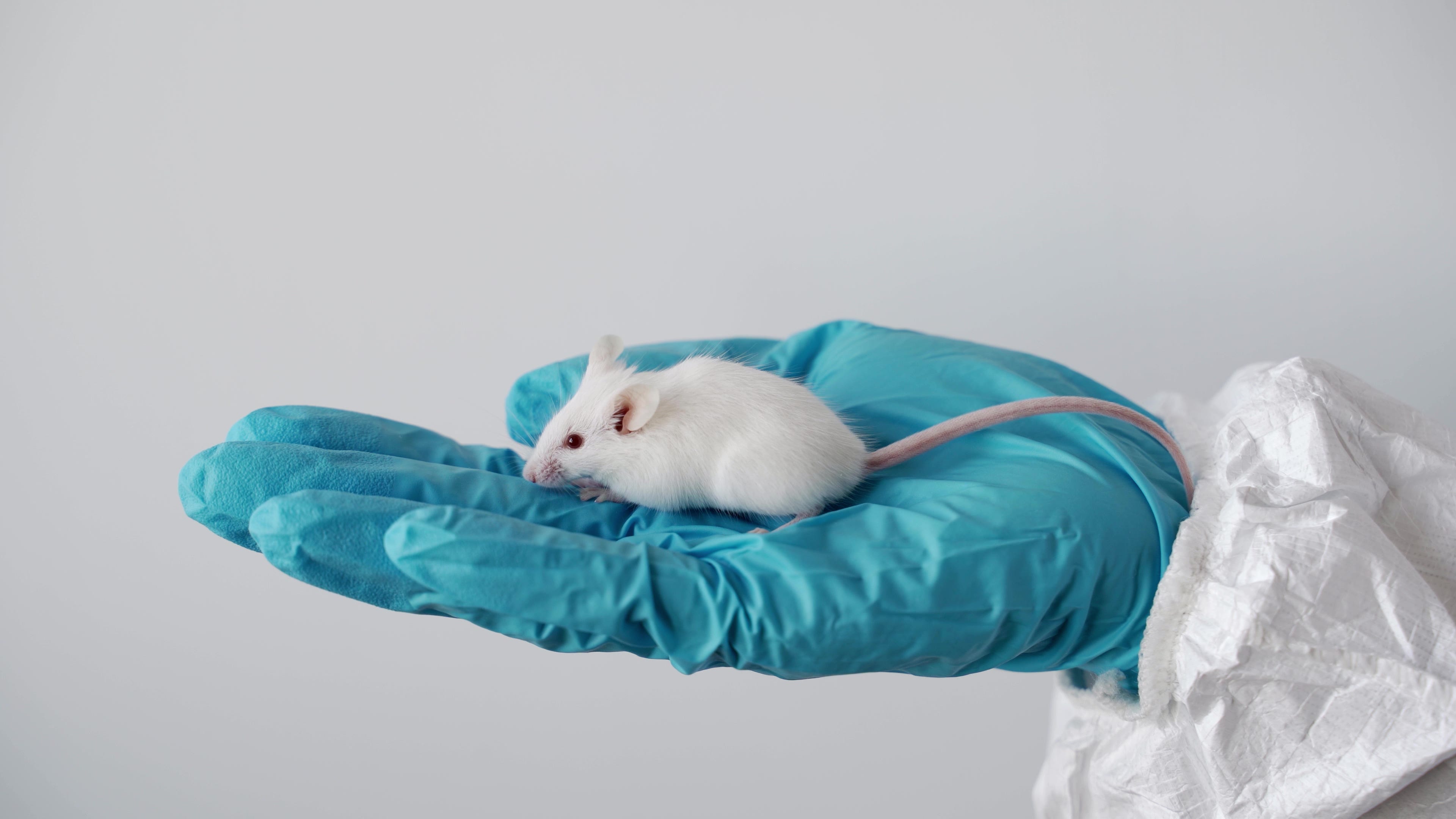 Animal testing no longer needed before human drug trials