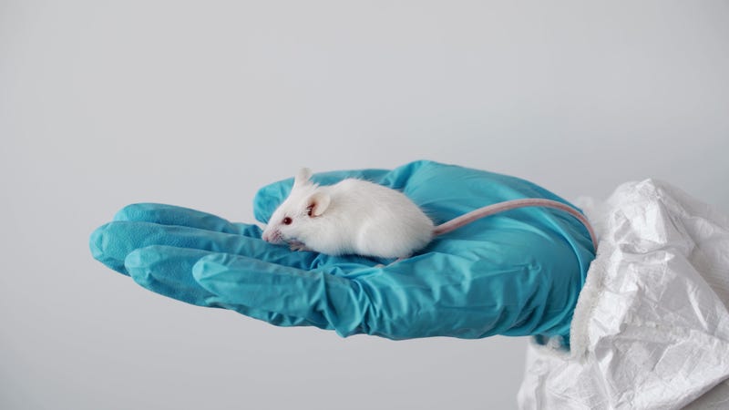 A scientist in blue gloves holding white lab laboratory mouse to conduct an experiment and test vaccine.