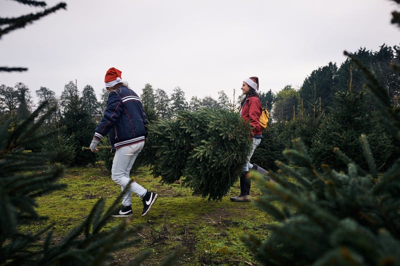 Christmas tree shopping