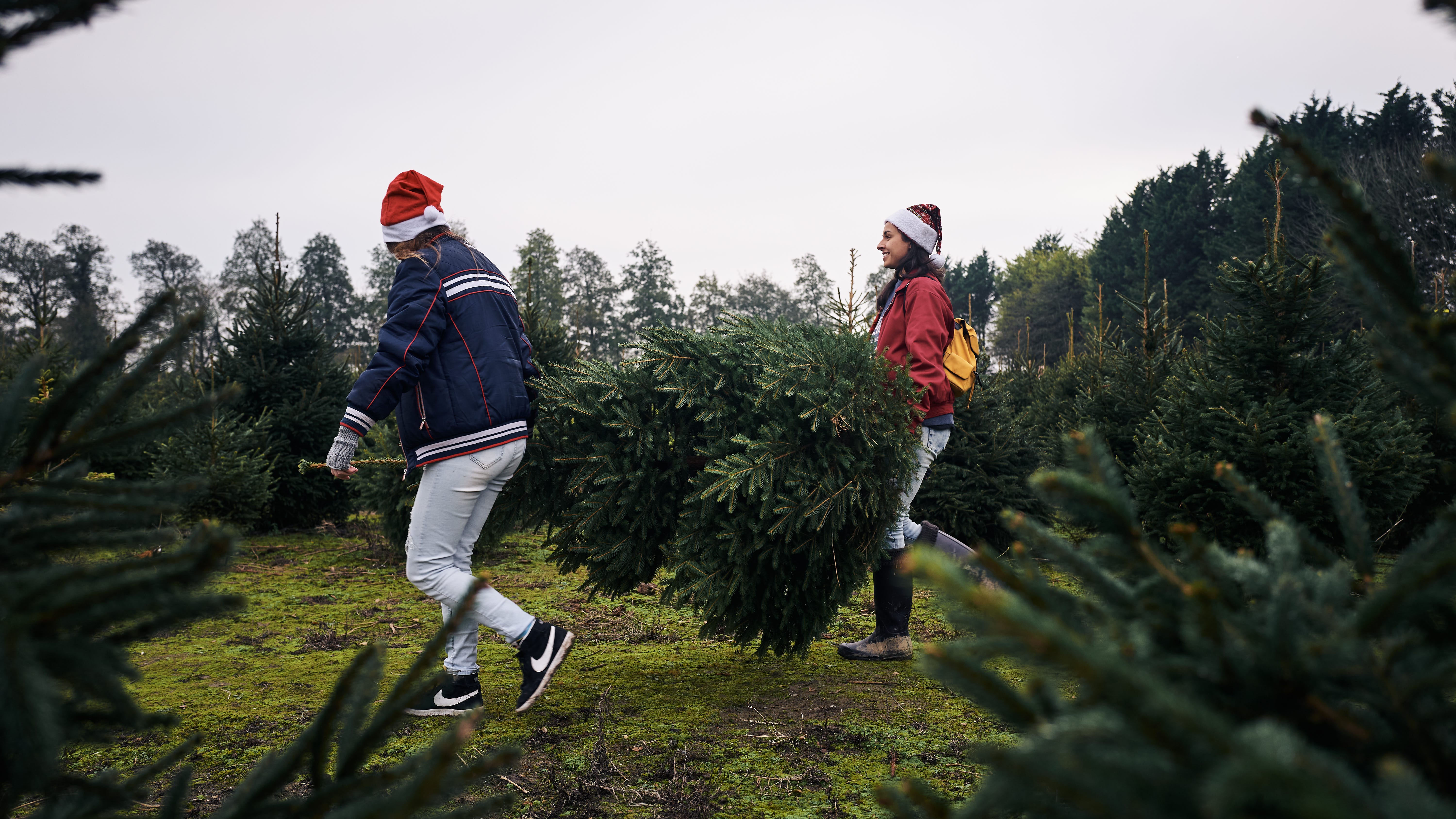 Christmas tree farms adjust to easing pandemic demand, higher prices