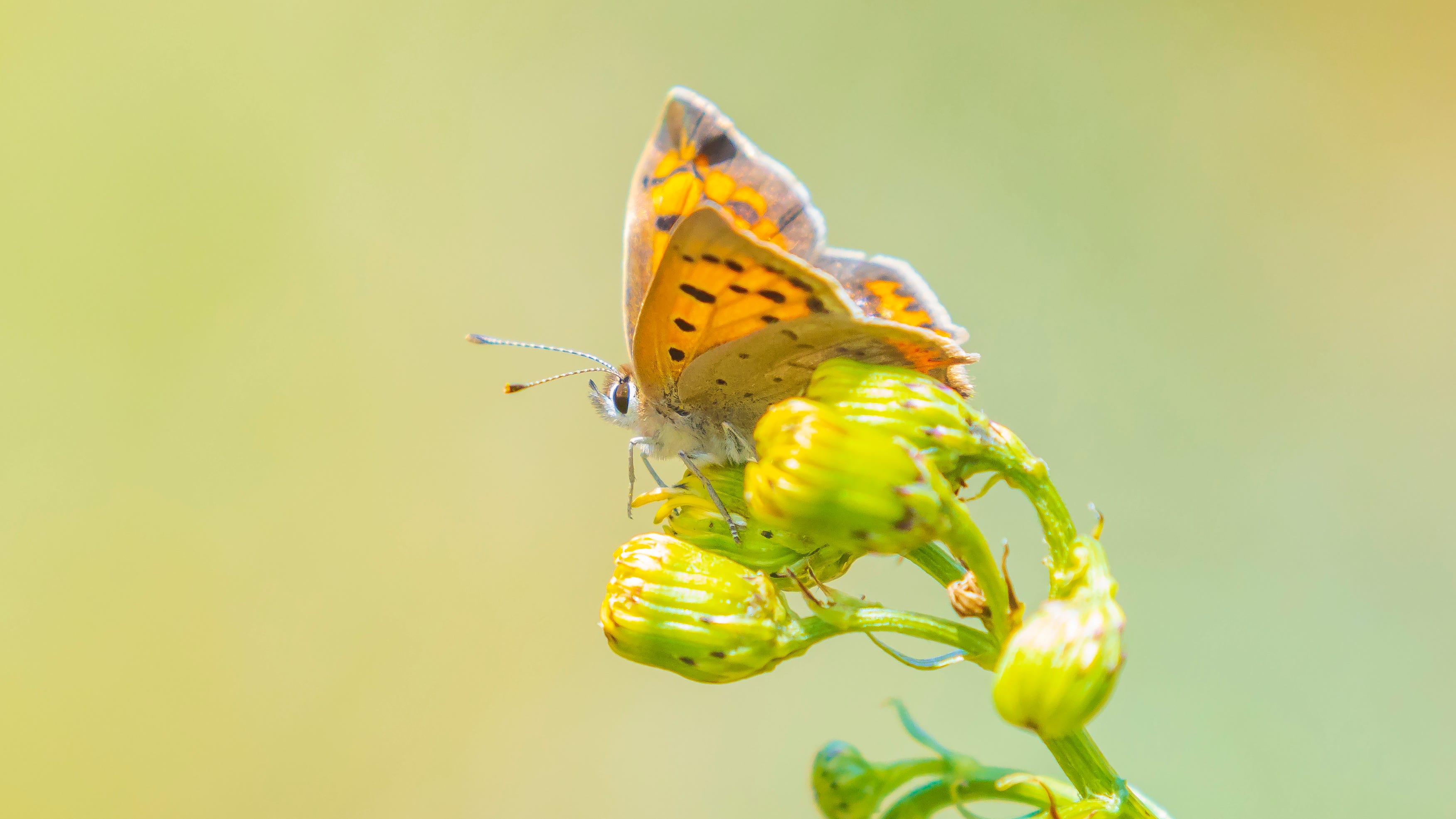 Rare SoCal butterfly species declared endangered by U.S. Fish and Wildlife