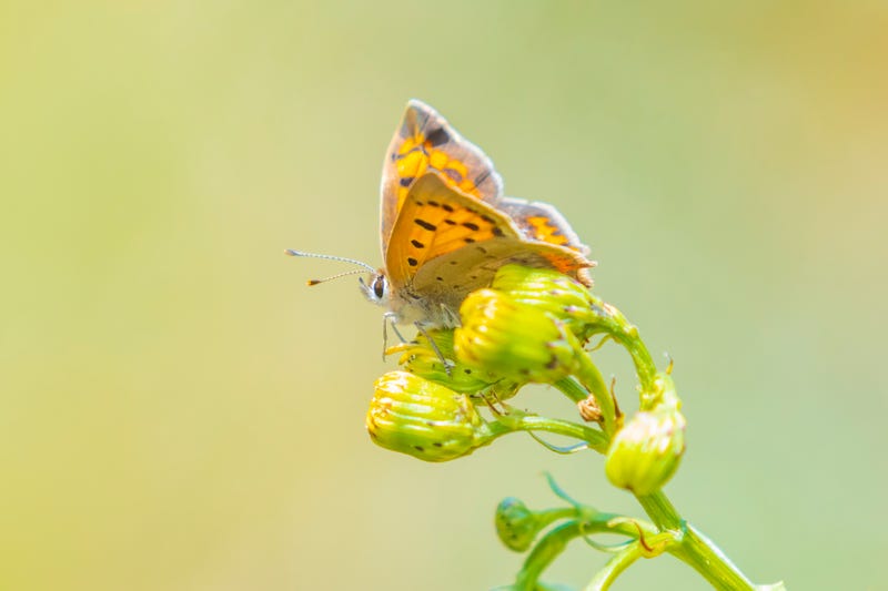 Small or common copper butterfly lycaena phlaeas closeup