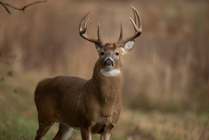 Whitetail buck standing in the open