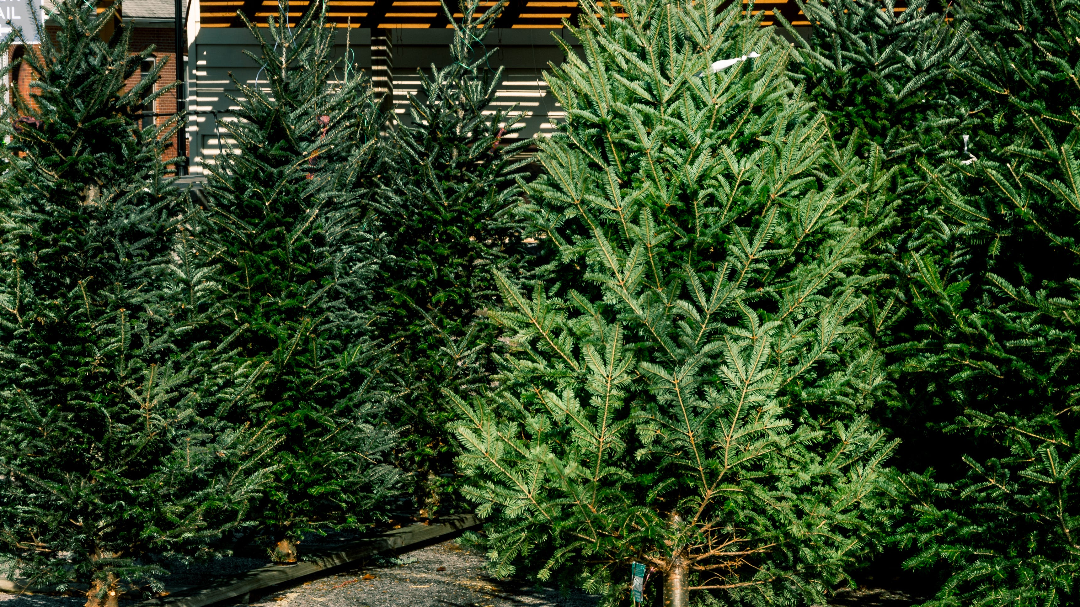 How the Great Recession is causing a Michigan Christmas tree shortage in 2021