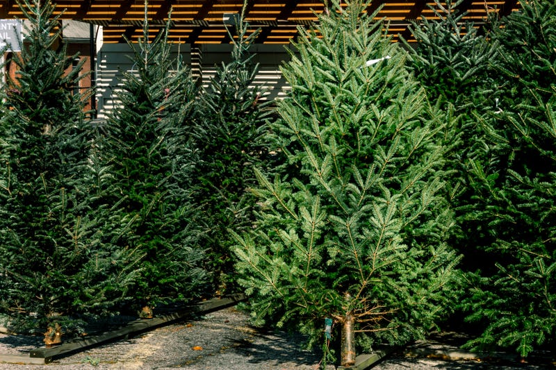 Christmas trees on lot