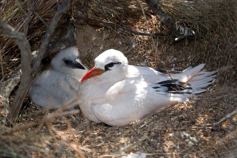 two red-tailed tropicbirds